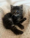 adoptable Cat in  named Samoa