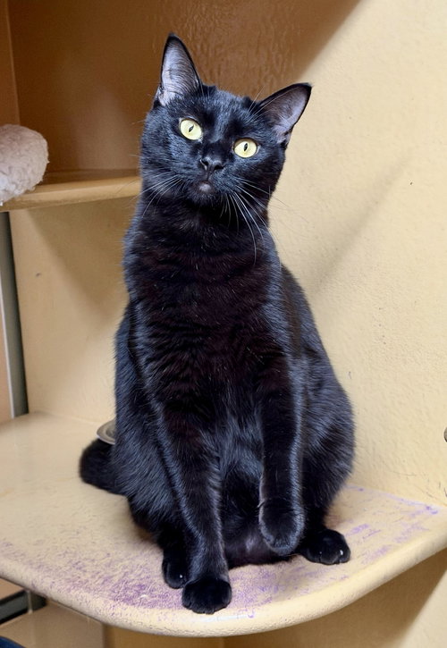 Haleakala, Young Domestic Short Hair (short coat), cat for adoption in La Puente, California