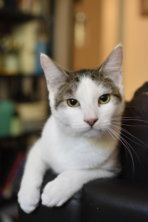 Katmai, Baby Domestic Short Hair / Tiger (short coat), cat for adoption in Westminster, California