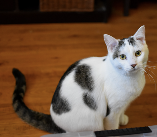 Kenai, Baby Domestic Short Hair (short coat), cat for adoption in Westminster, California
