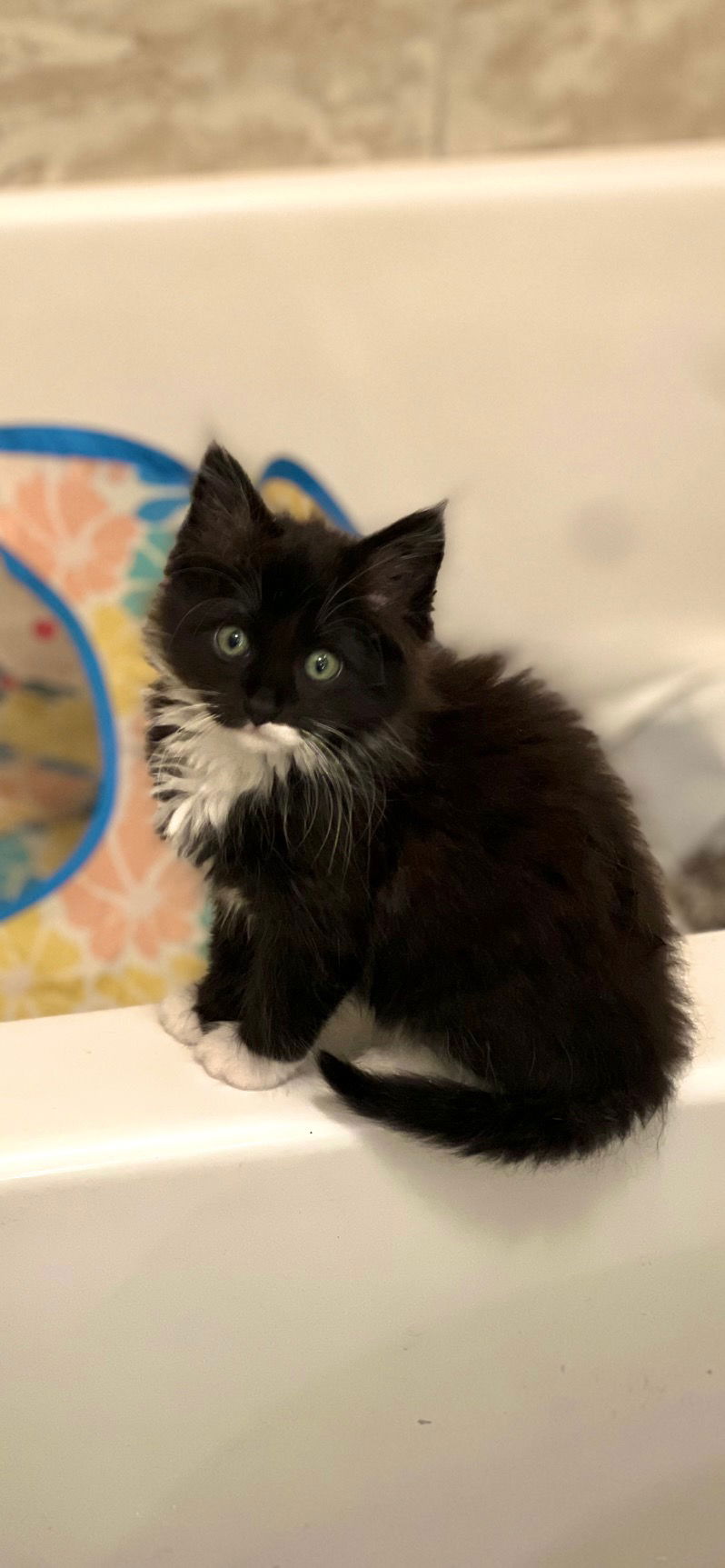 adoptable Cat in Los Angeles, CA named St. Elias
