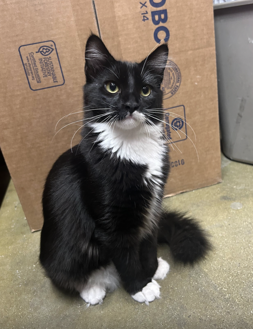 ST. ELIAS - Domestic Medium Hair / Tuxedo available for adoption
