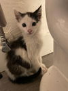 adoptable Cat in Los Angeles, CA named Kobuk