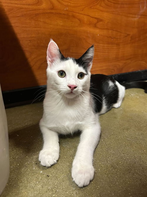 Kobuk, Baby Domestic Short Hair (short coat), cat for adoption in Westminster, California