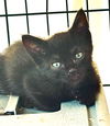 adoptable Cat in Los Angeles, CA named Sugar Bear Lassen