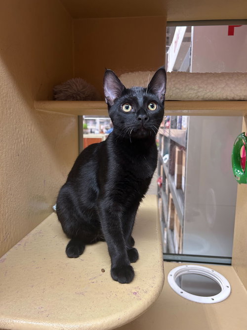 Sugar Bear Lassen, Baby Domestic Short Hair / Bombay (short coat), cat for adoption in Westminster, California