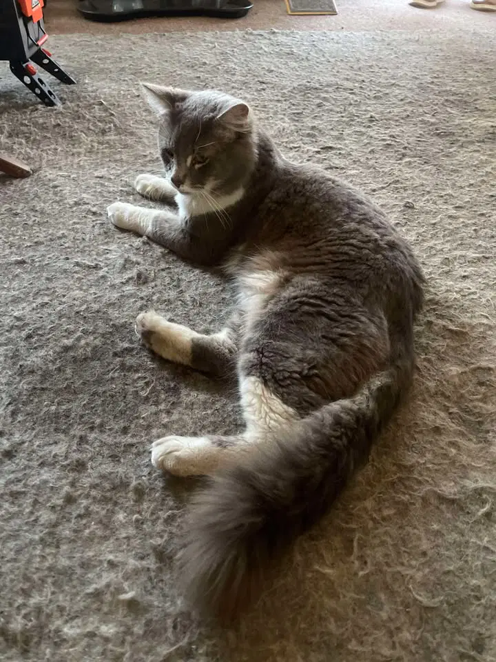 Tom Tom image 4