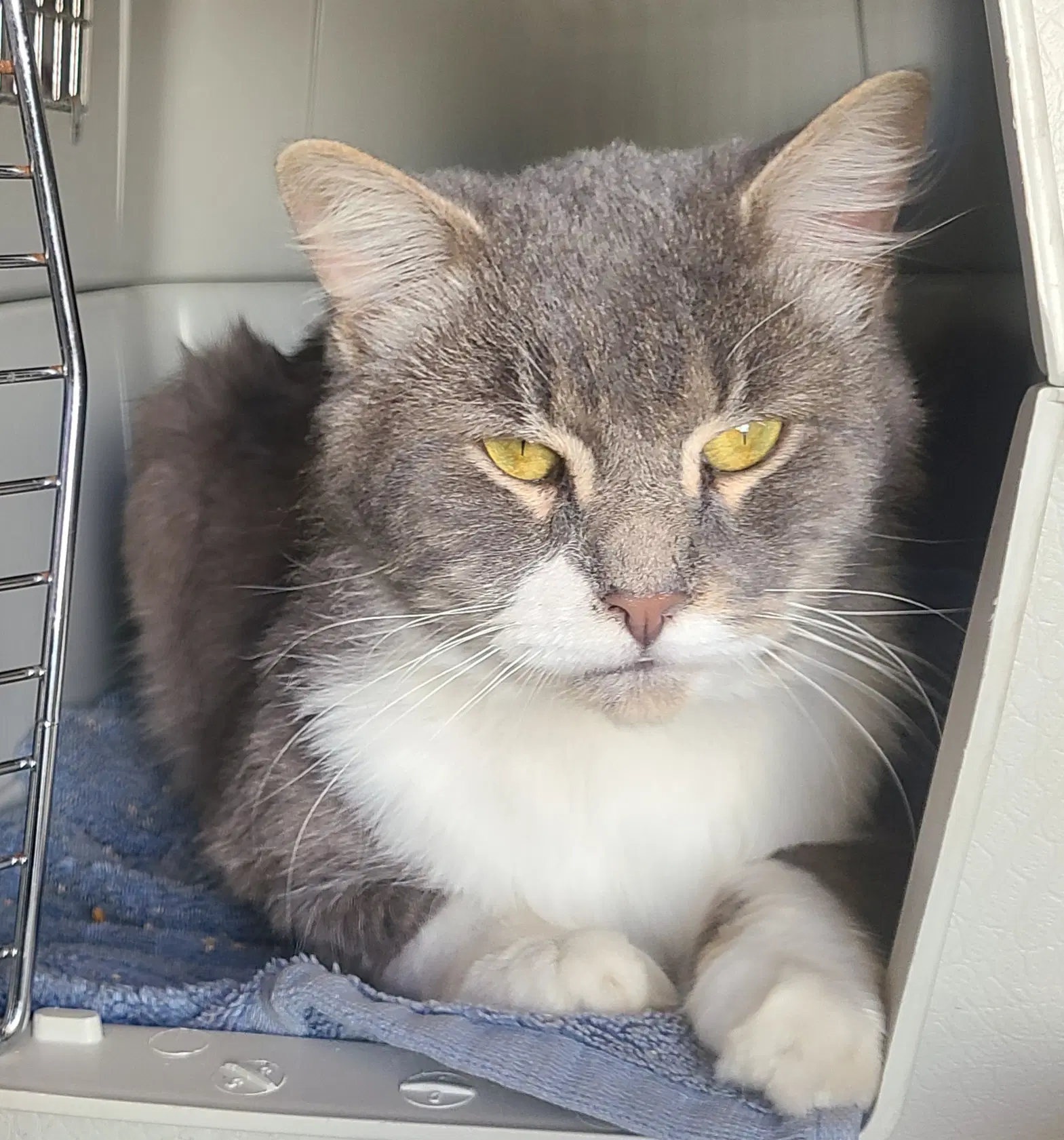 Tom Tom - Domestic Long Hair