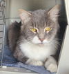 adoptable Cat in  named Tom Tom