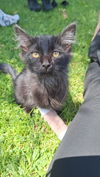 adoptable Cat in  named Lio(ness)