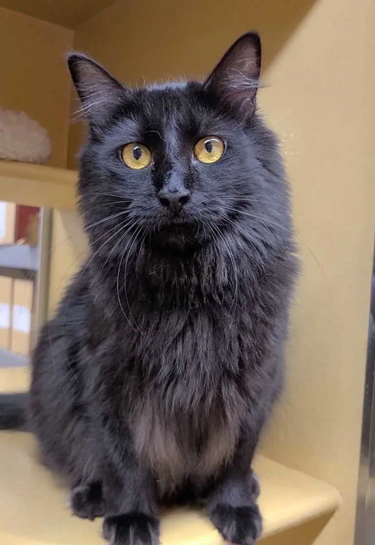 Leia - Domestic Medium Hair