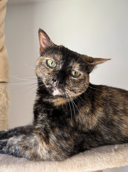 GINNY - Domestic Short Hair / Tortoiseshell available for adoption