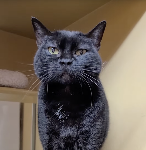 Cho Chang, Adult Domestic Short Hair (short coat), cat for adoption in Westminster, California