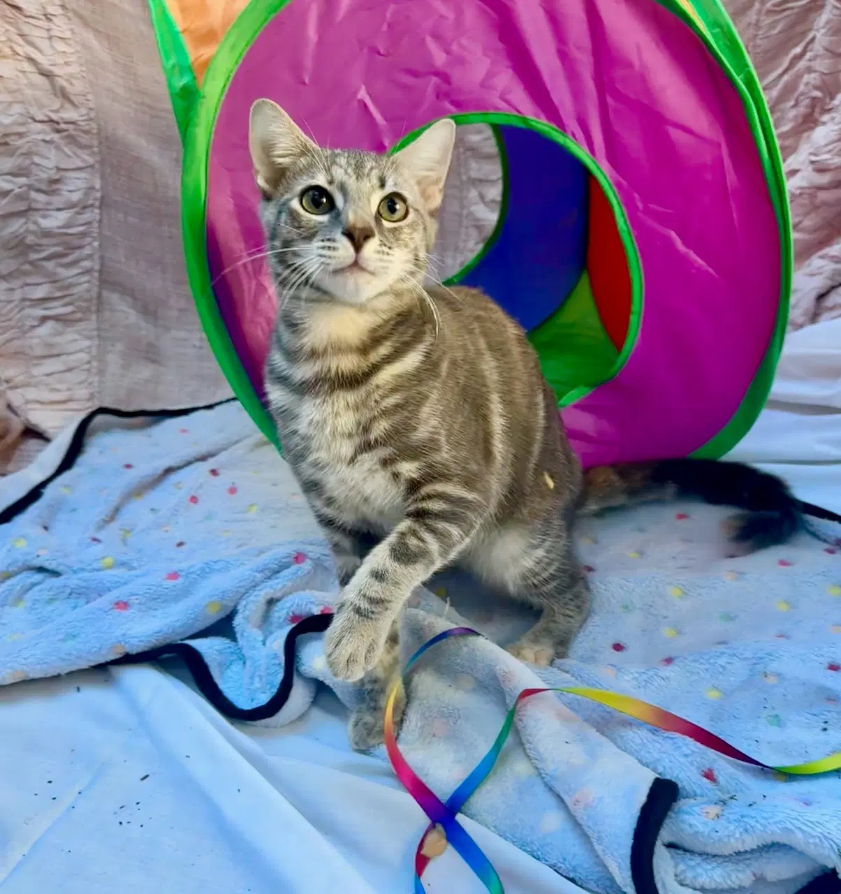 Jennifer Juniper - Domestic Short Hair