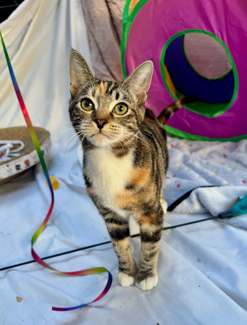 Juliet, Baby Domestic Short Hair / Tabby (short coat), cat for adoption in Westminster, California