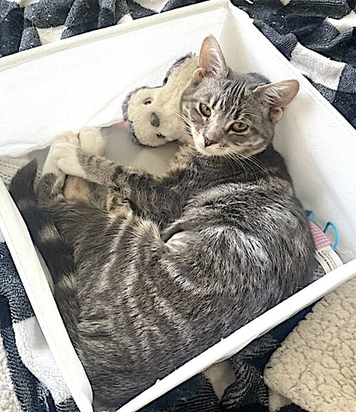 Daisy Lou, Baby Domestic Short Hair (short coat), cat for adoption in La Puente, California