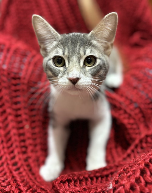 Mickey D, Baby Domestic Short Hair / Tabby (short coat), cat for adoption in Westminster, California