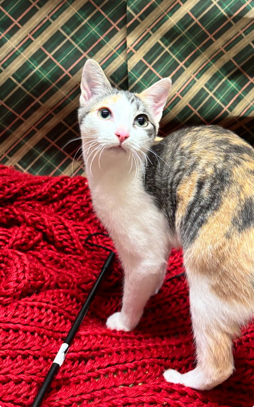 Libby, Baby Domestic Short Hair / Tabby (short coat), cat for adoption in Westminster, California