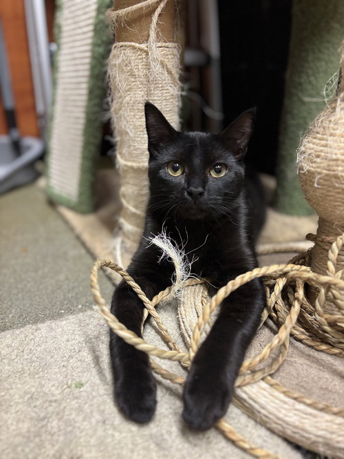MOON - Domestic Short Hair available for adoption