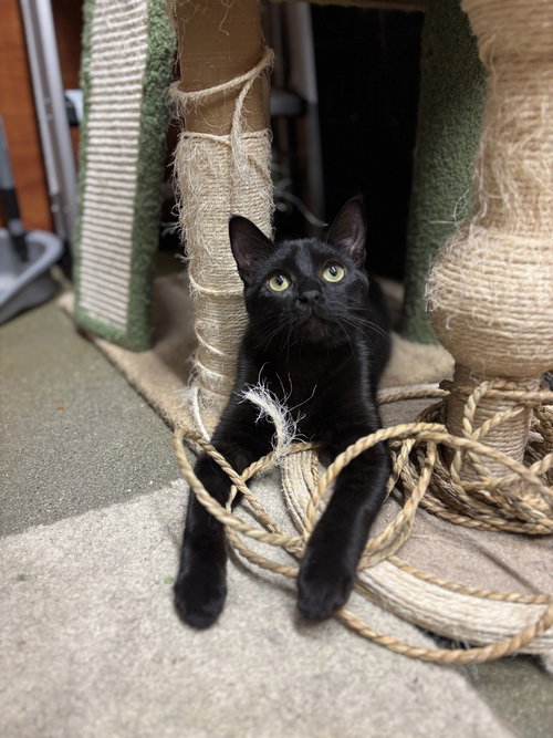MOON - Domestic Short Hair available for adoption