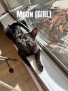 Moon - Photo 3