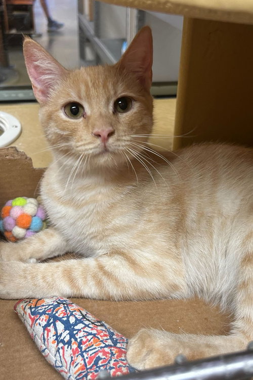 Carl Jr., Baby Domestic Short Hair (short coat), cat for adoption in Westminster, California