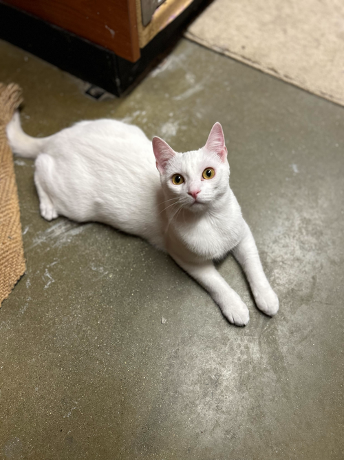 Yuki, Baby Domestic Short Hair (short coat), cat for adoption in Westminster, California