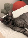 Stitch - Photo 4