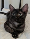 Stitch - Photo 3