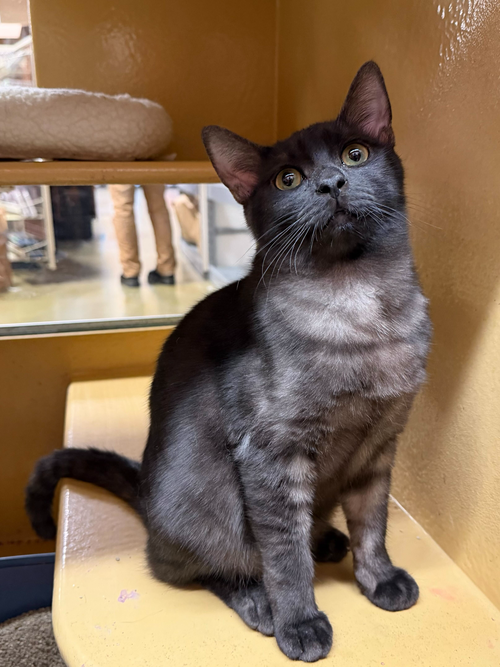 STITCH - Domestic Short Hair / Tabby available for adoption