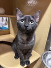 Stitch - Photo 2