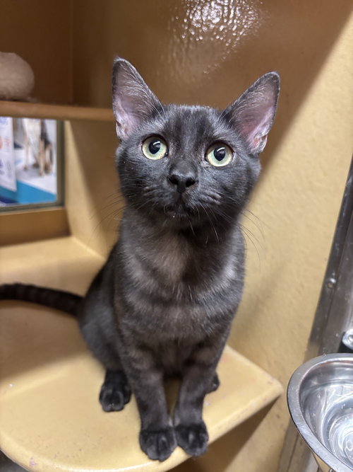 STITCH - Domestic Short Hair / Tabby available for adoption