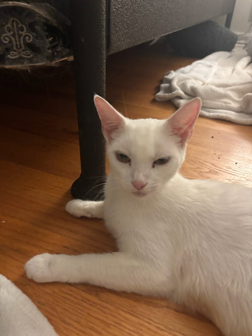 WENDY - Domestic Short Hair available for adoption