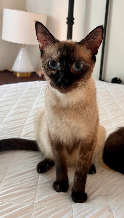 Ethel, Young Siamese / Tortoiseshell (short coat), cat for adoption in Westminster, California