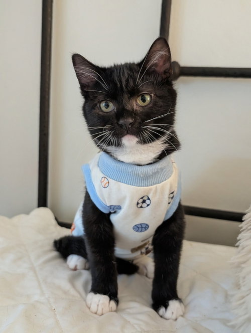 Louie, Baby Domestic Short Hair / Tuxedo (short coat), cat for adoption in Westminster, California
