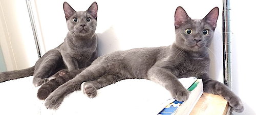 animal-image