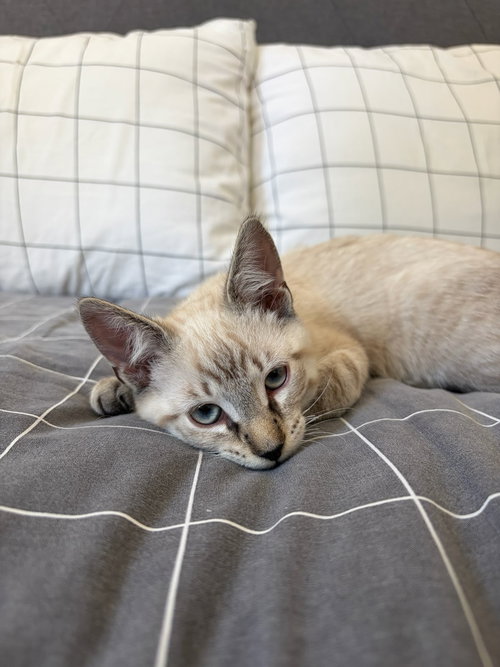 COCONUT - Siamese / Tabby available for adoption