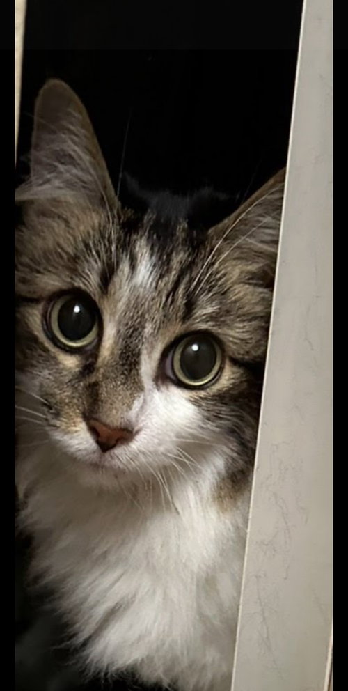Darla, Senior Domestic Long Hair / Tabby (long coat), cat for adoption in La Puente, California