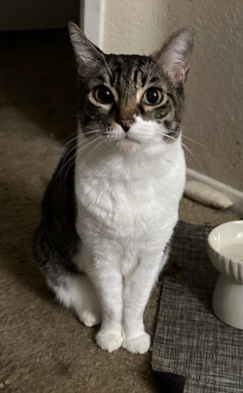 Audrey, Senior Domestic Short Hair / Tabby (short coat), cat for adoption in San Gabriel, California