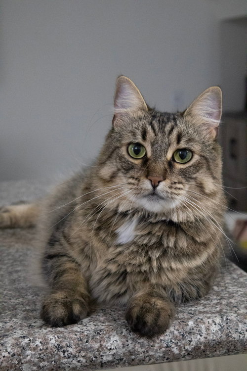Carmen, an adoptable Domestic Medium Hair in Los Angeles, CA