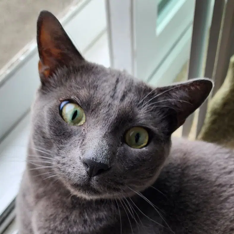 Dali - Domestic Short Hair