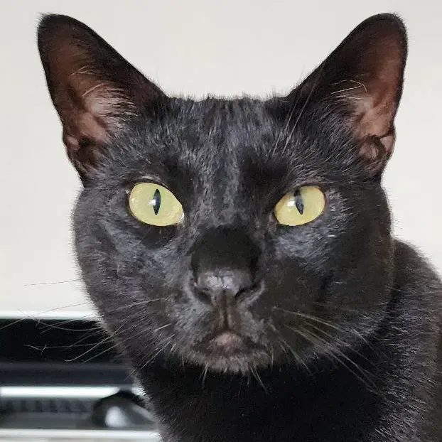 Eddie image 4