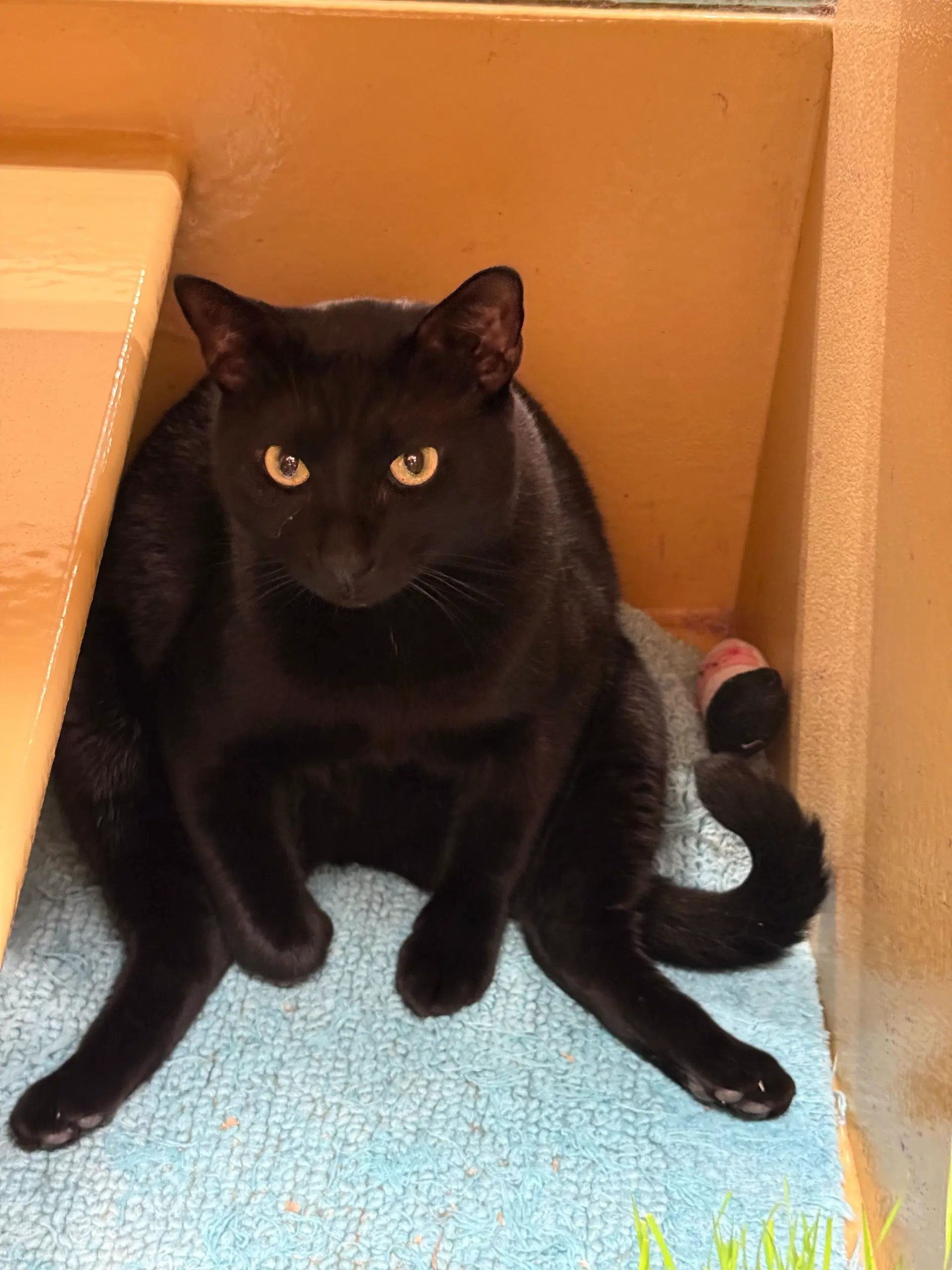 Eddie - Domestic Short Hair