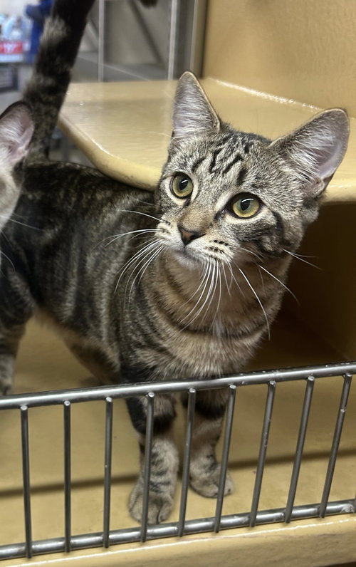 Yellowstone, Baby Domestic Short Hair / Tabby (short coat), cat for adoption in Westminster, California