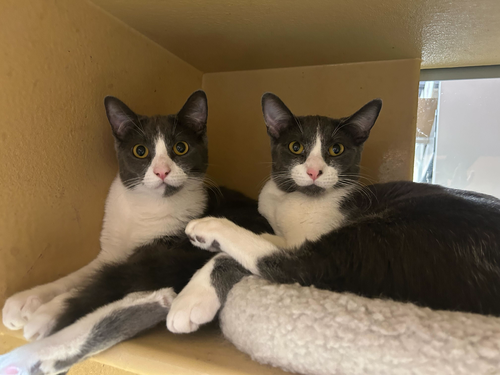 Moe, an adoptable Domestic Short Hair in Los Angeles, CA