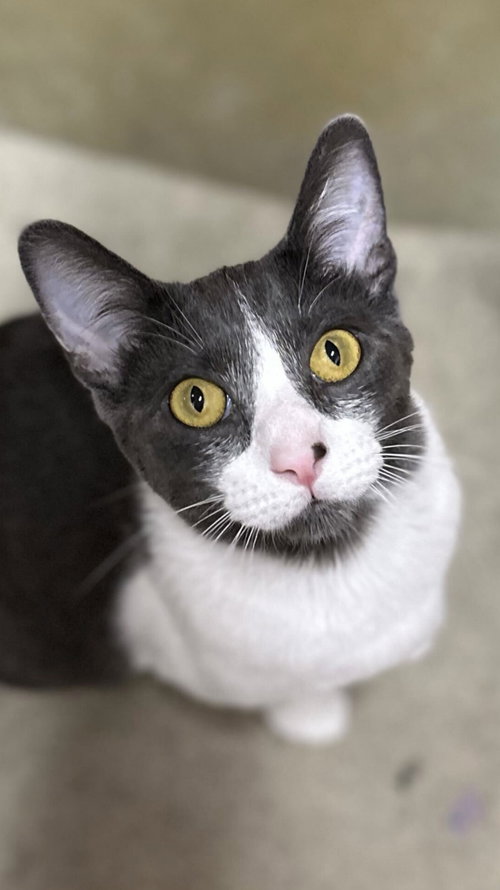 Moe, Baby Domestic Short Hair (short coat), cat for adoption in Alhambra, California