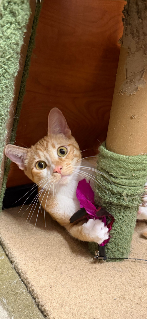 Jack, an adoptable Domestic Short Hair in Los Angeles, CA