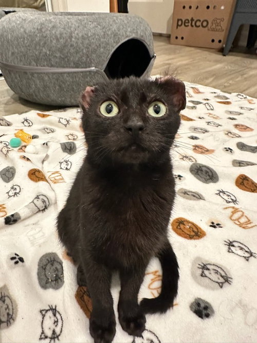 Hoichi the Earless, Young Domestic Short Hair (short coat), cat for adoption in Westminster, California