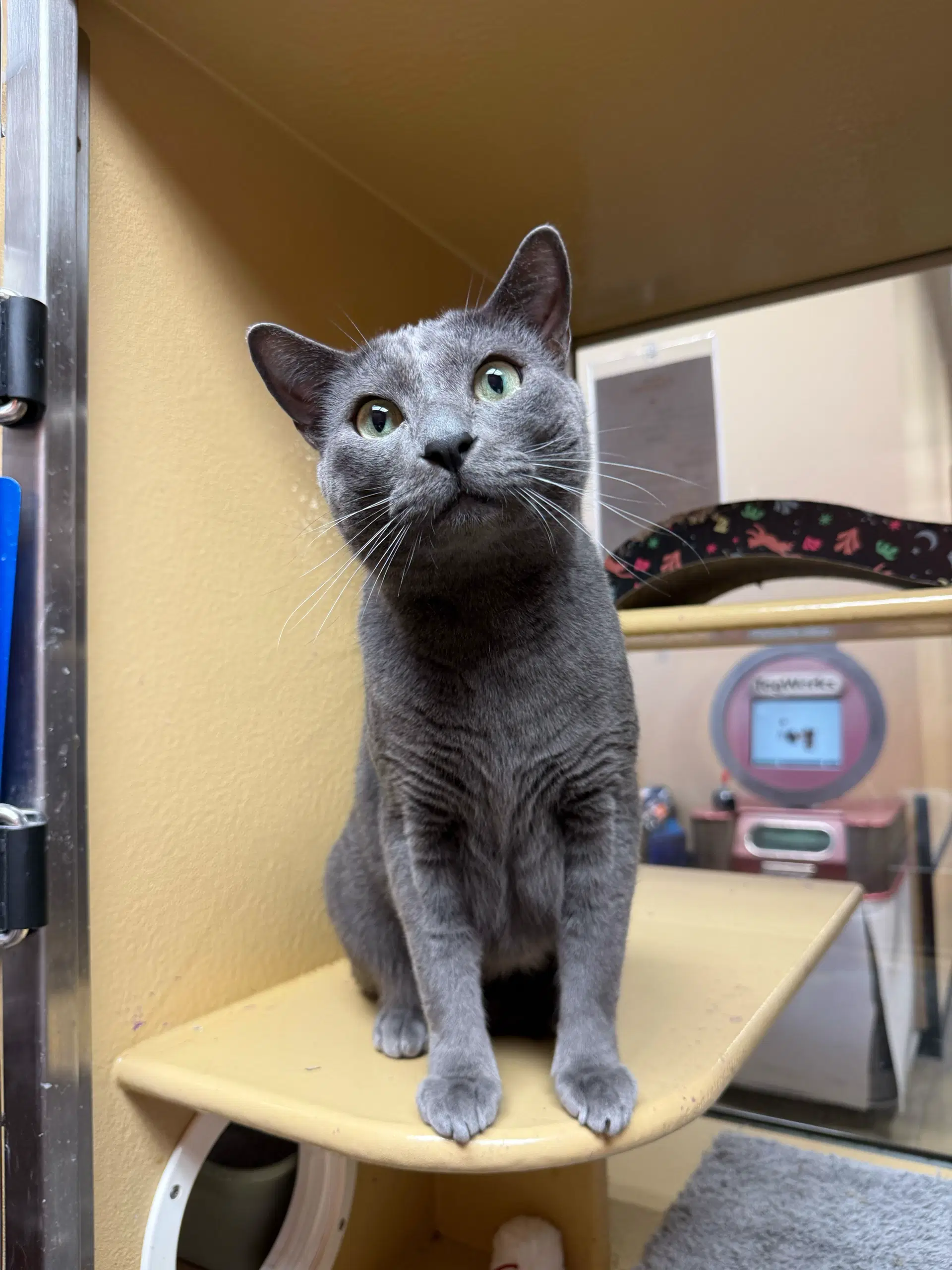 Sal - Domestic Short Hair