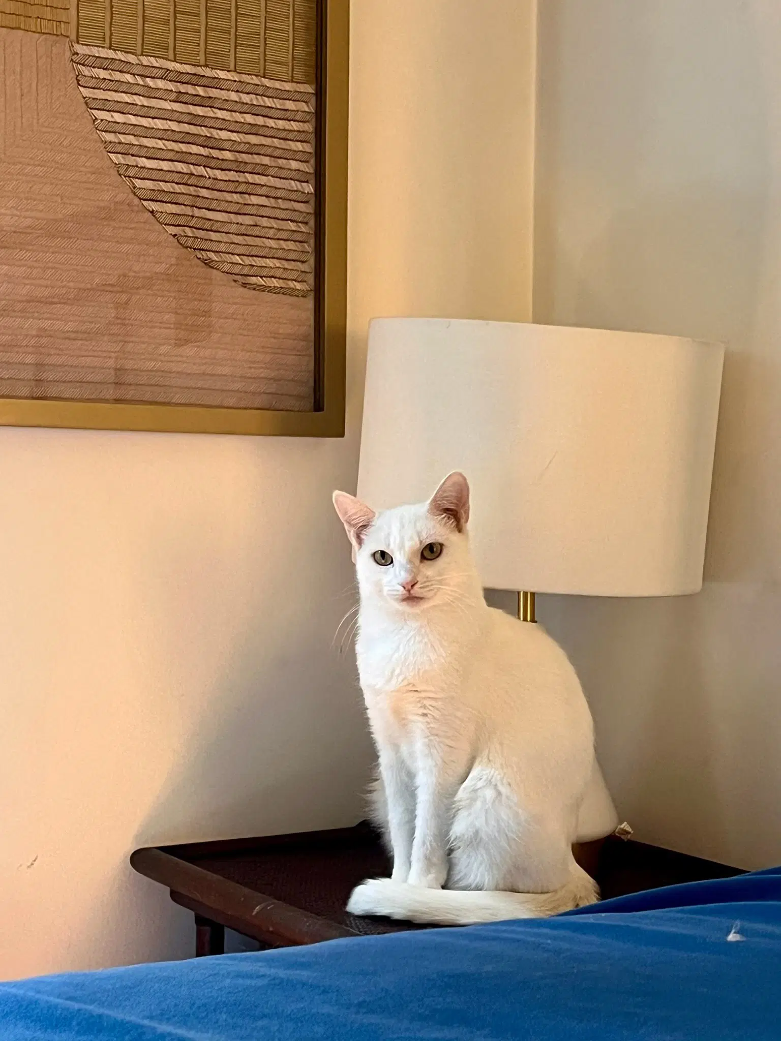 Lucy - Domestic Short Hair